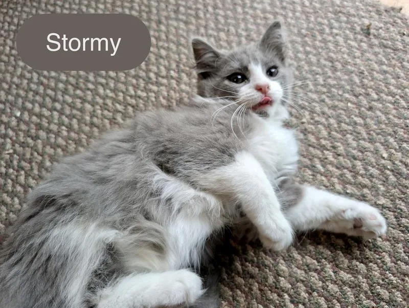 Stormy thumbnail 2