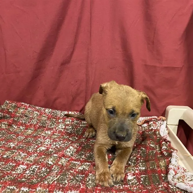 A baby small-sized female Staffordshire Bull Terrier dog named Funshine Bear for adoption in Modesto, CA