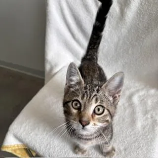 A baby small-sized male Domestic Short Hair cat named Lucerys for adoption in Janesville, WI