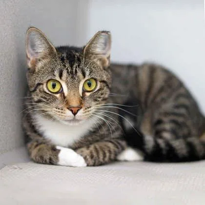 A young small-sized female Black Domestic Short Hair cat named Fern for adoption in Atlanta, GA