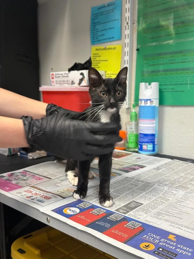 A baby medium-sized female Domestic Short Hair cat named Viva for adoption in Sorrento, LA