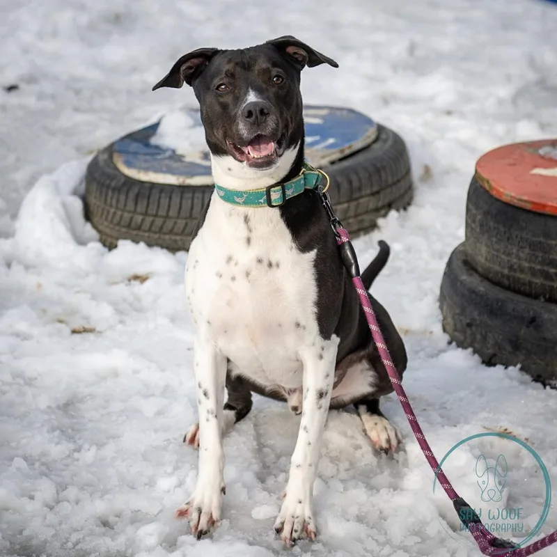 A young medium-sized male Tricolor (Brown, Black, & White) Labrador Retriever dog named Ac  Donny for adoption in Brewster , NY