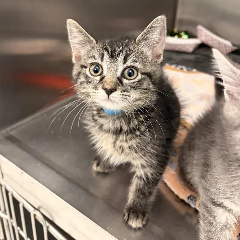 A baby small-sized female Brown / Chocolate Domestic Short Hair cat named Keegan for adoption in Marshall, VA