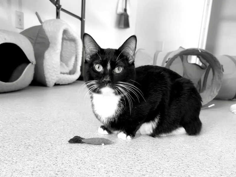 Carey Grant thumbnail 2