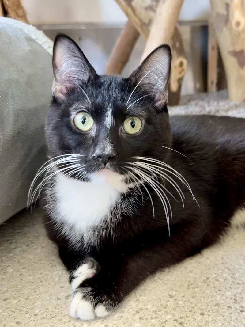 A young medium-sized male Black & White / Tuxedo Domestic Short Hair cat named Carey Grant for adoption in Cincinnati, OH