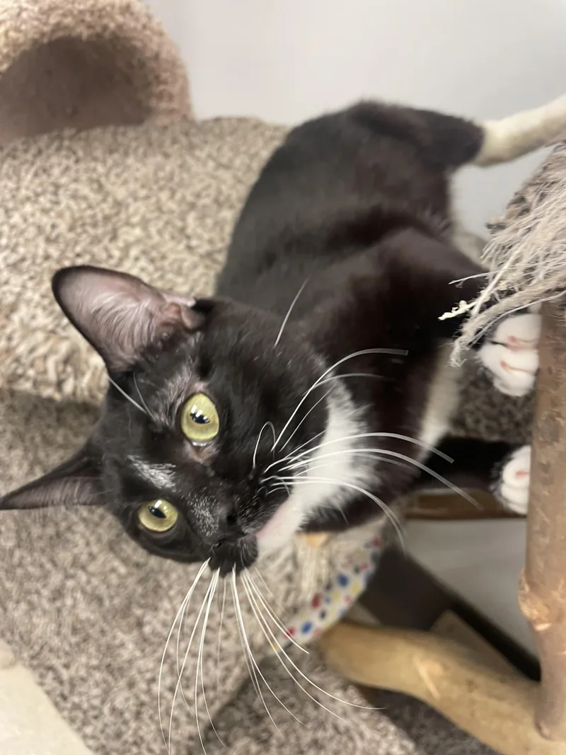 Carey Grant thumbnail 3