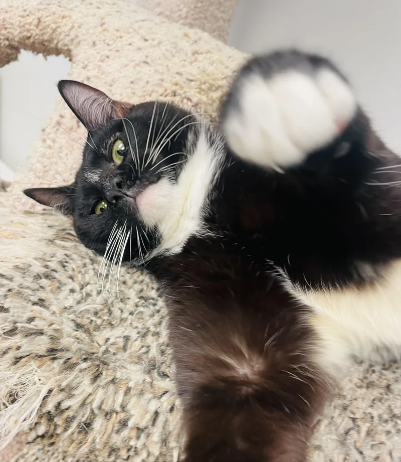 Carey Grant thumbnail 4