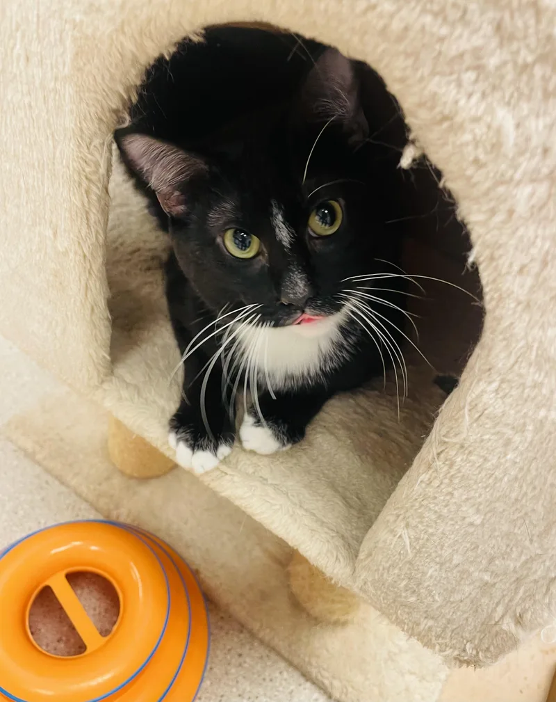 Carey Grant thumbnail 5