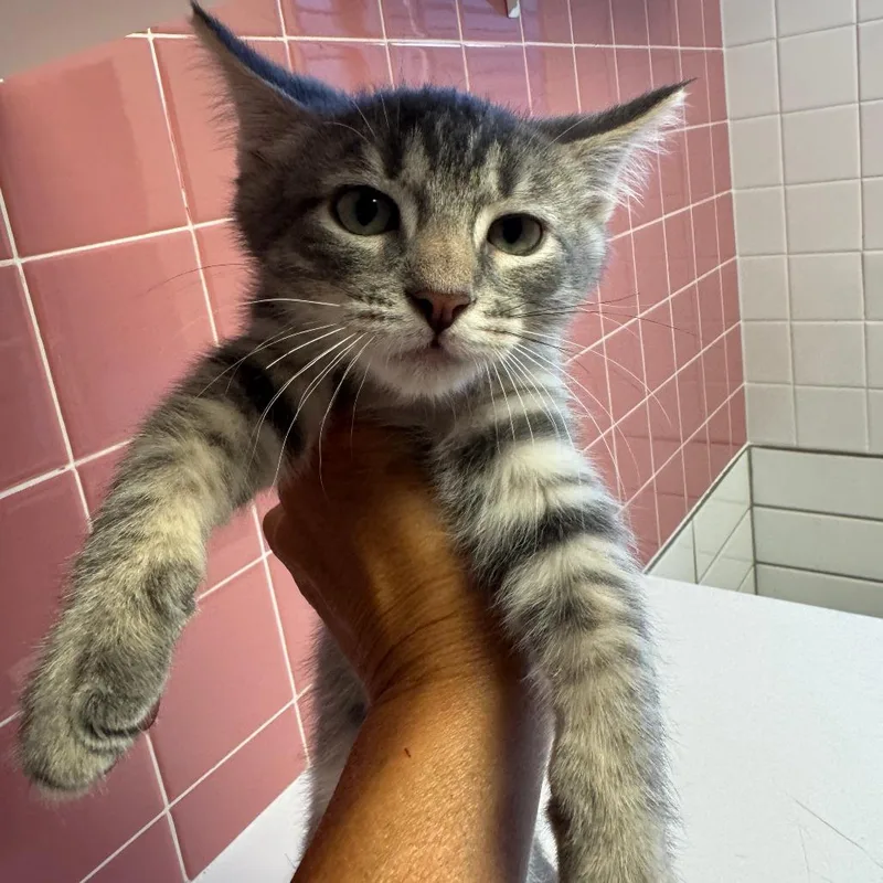 A baby small-sized male Gray / Blue / Silver Domestic Short Hair cat named Hammy for adoption in Cedar Rapids, IA