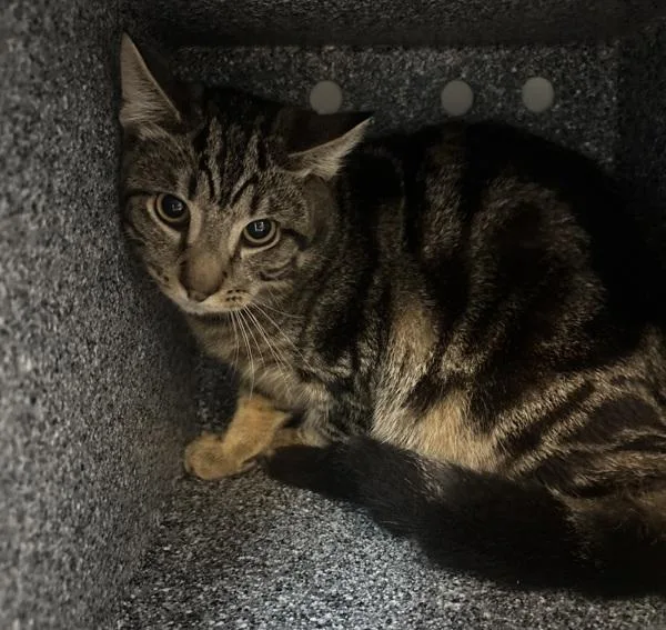A young medium-sized male Domestic Short Hair cat named Leonite for adoption in New York, NY