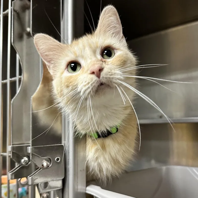 An adult medium-sized female Orange / Red Domestic Medium Hair cat named Idgie Washington Petco for adoption in Union, MO