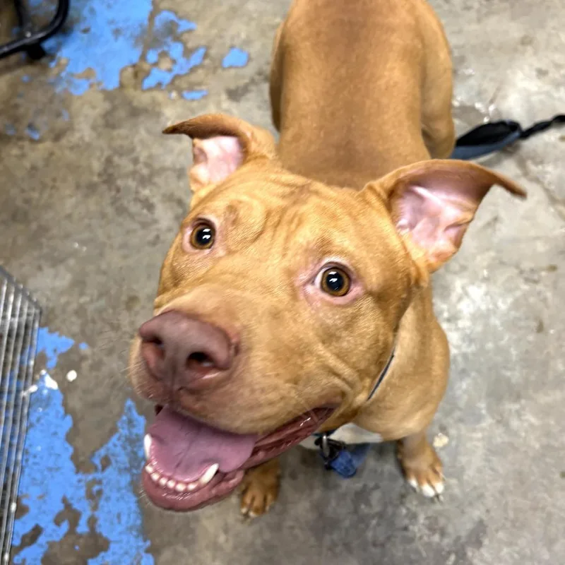 A young medium-sized male Red / Chestnut / Orange Pit Bull Terrier dog named Van Halen for adoption in Cleveland, MS