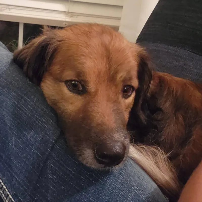 An adult medium-sized male Brown / Chocolate Collie dog named Silas for adoption in Olathe, KS