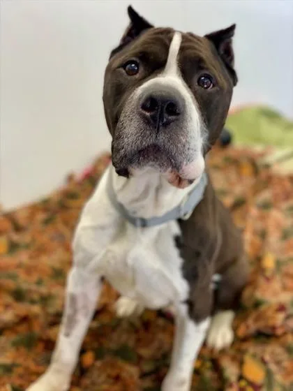 Spaghettio thumbnail 2