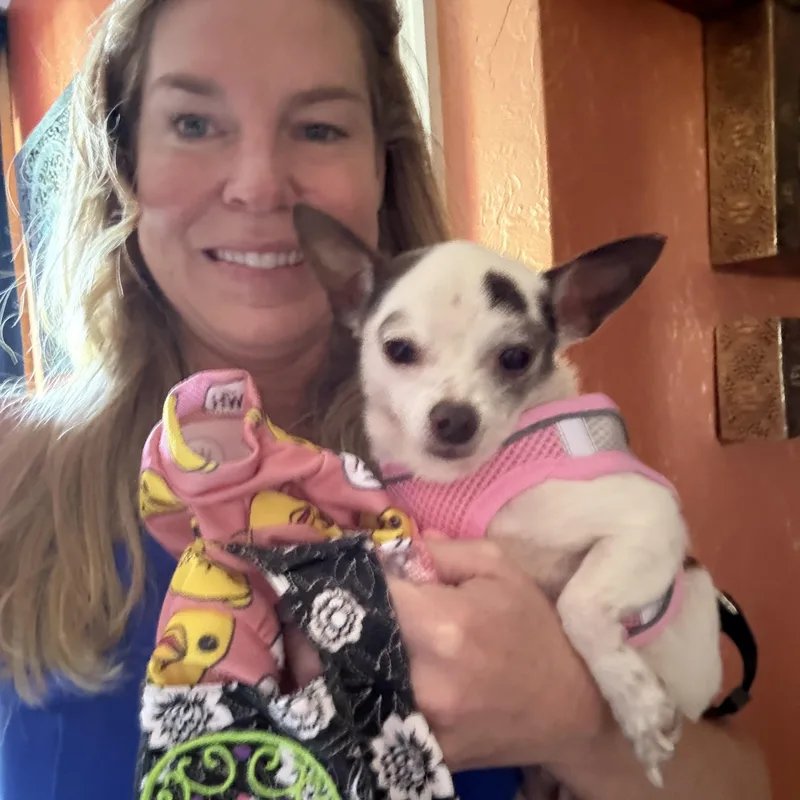 An adult small-sized female Chihuahua dog named Paisley for adoption in Bradenton, FL