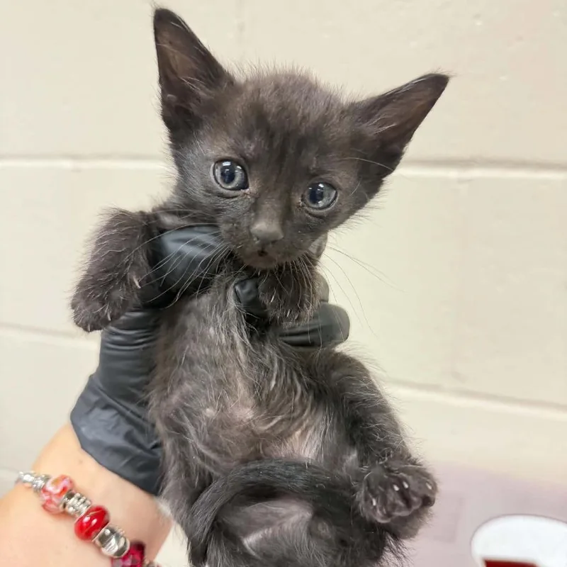 A baby small-sized male Black Domestic Short Hair cat named Sequoia for adoption in Reno, NV