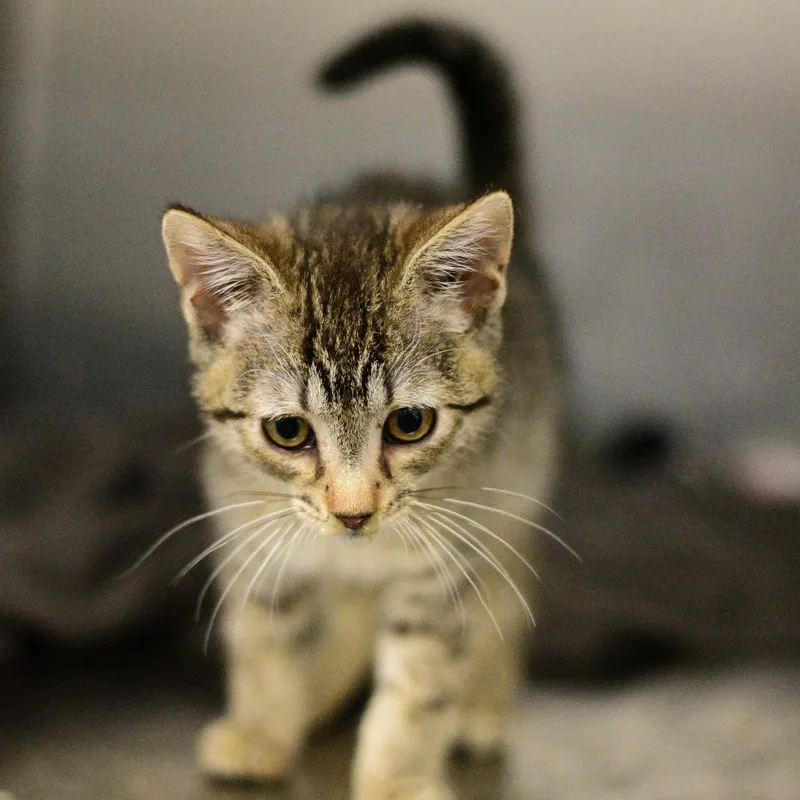 A baby small-sized male Brown / Chocolate Domestic Short Hair cat named Wilt for adoption in Idaho Falls, ID