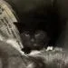 A baby small-sized male Black Domestic Short Hair cat named Morgan for adoption in Shinnston, WV