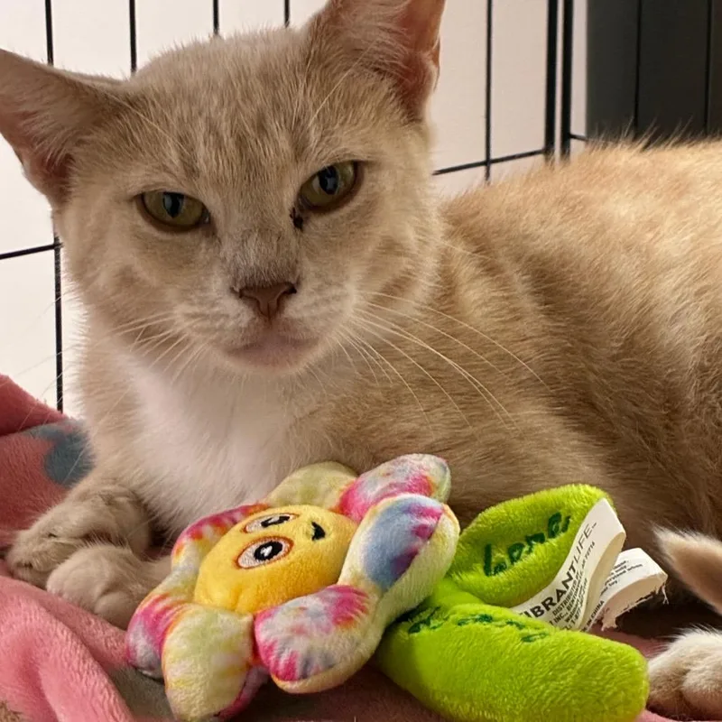 A young medium-sized female Buff / Tan / Fawn Domestic Short Hair cat named OnCloud for adoption in Brownsboro, AL