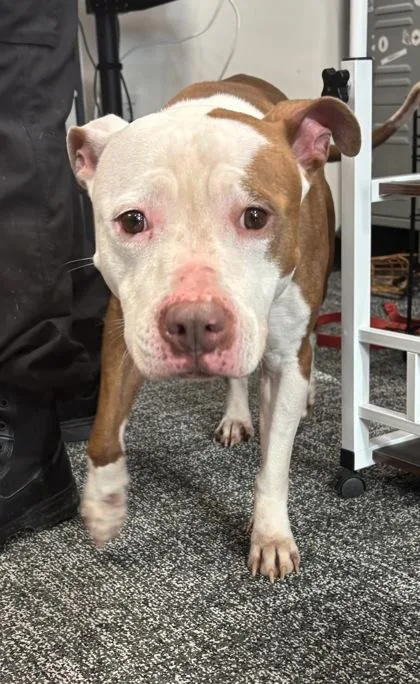 An adult large-sized female Mixed Breed dog named Luciana for adoption in West Chester, PA