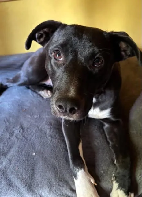 A baby medium-sized female Labrador Retriever dog named Mazzy Star for adoption in Grants Pass, OR