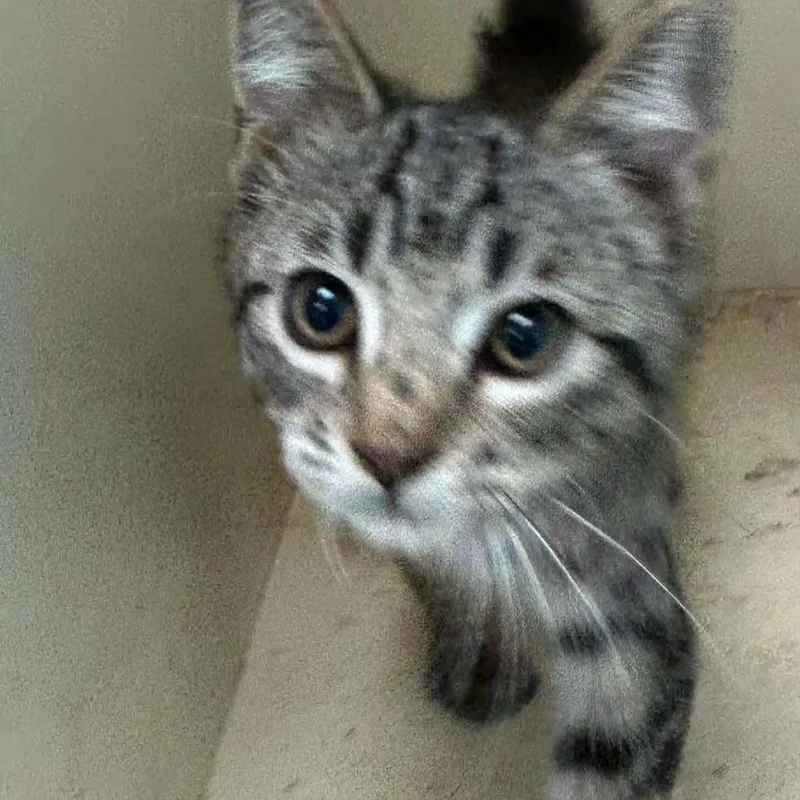 A baby small-sized female Black Domestic Short Hair cat named Maysilee for adoption in Madill, OK