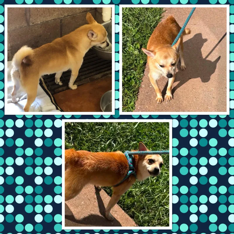 A young small-sized male Yellow / Tan / Blond / Fawn Chihuahua dog named Shorty for adoption in Buckhannon, WV