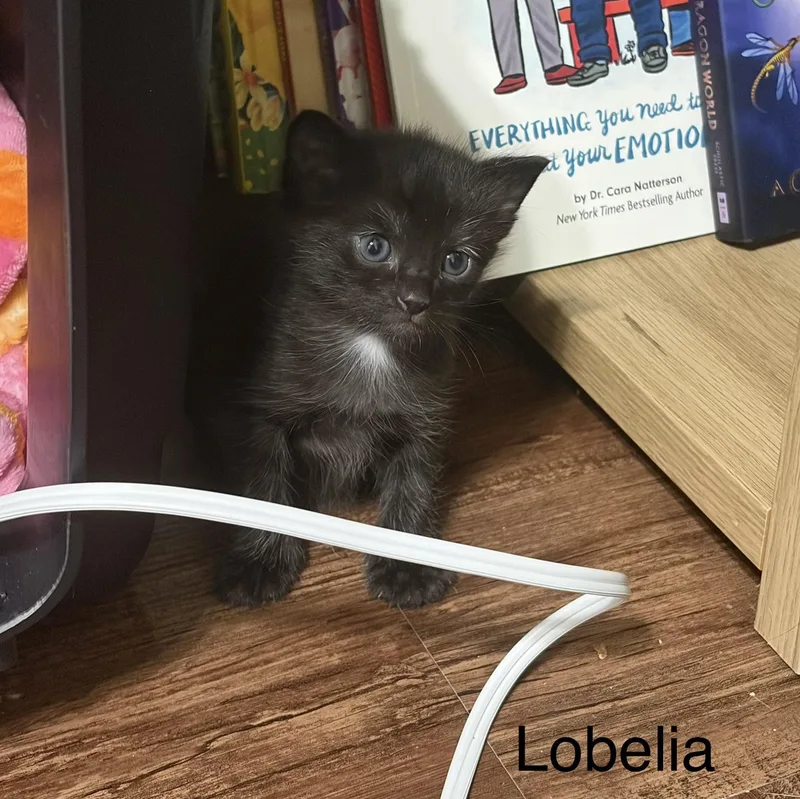 Lobelia thumbnail 4