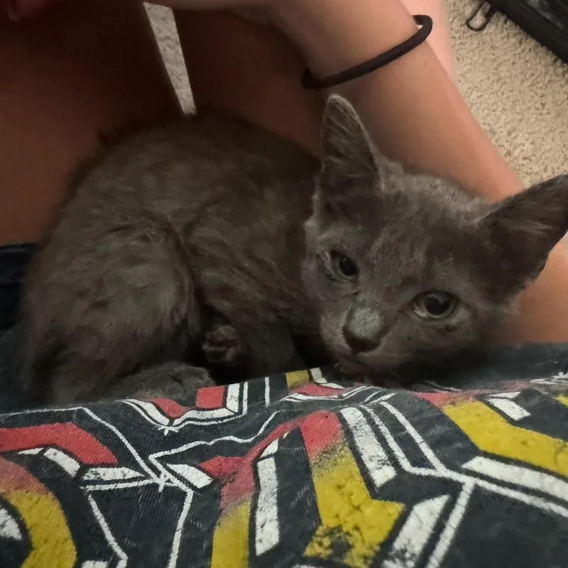 A baby small-sized female Gray / Blue / Silver Domestic Short Hair cat named Luna for adoption in Dickinson, TX