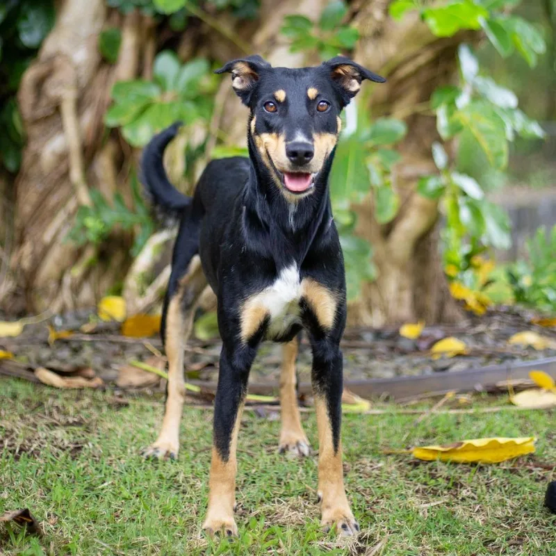 An adult medium-sized female Black Mixed Breed dog named Daisy for adoption in Kailua Kona, HI
