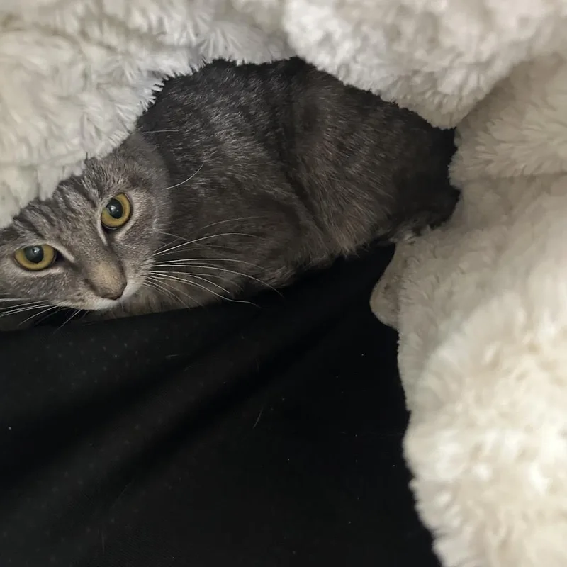 An adult medium-sized female Gray / Blue / Silver Domestic Short Hair cat named Scout for adoption in East Smithfield , PA