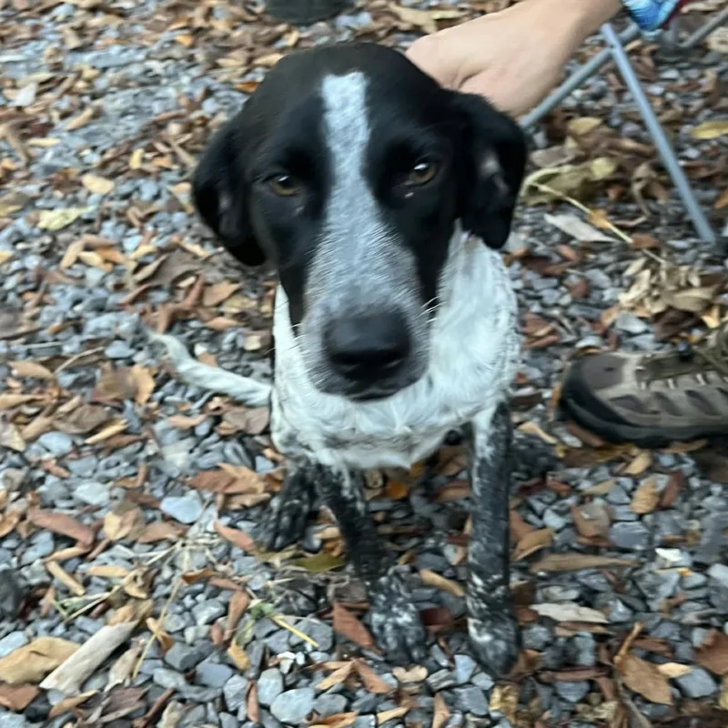A young small-sized female Black Bluetick Coonhound dog named Louise for adoption in Gordonsville, TN