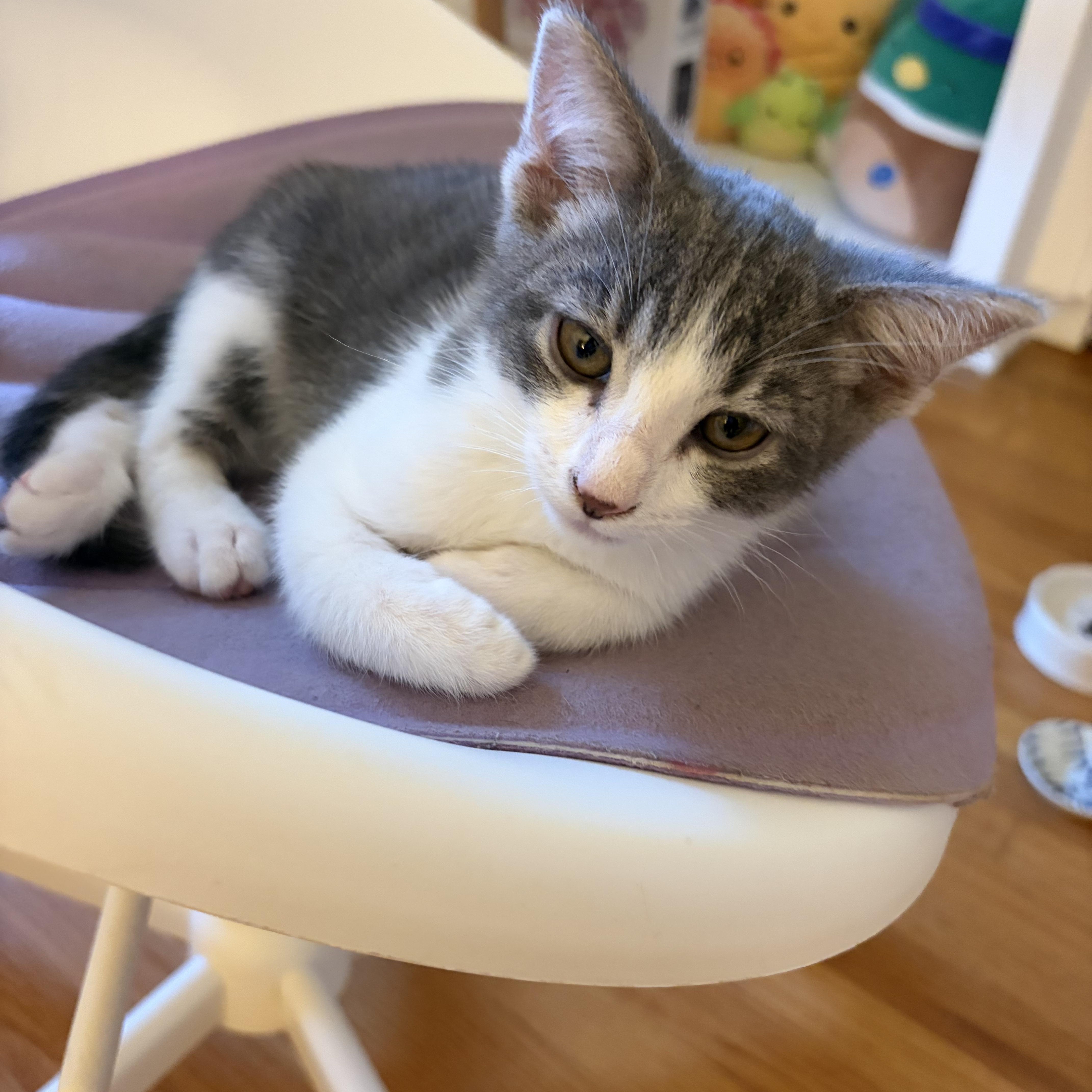 A baby medium-sized male Gray & White Domestic Short Hair cat named Tommy for adoption in Pacific Palisades, CA