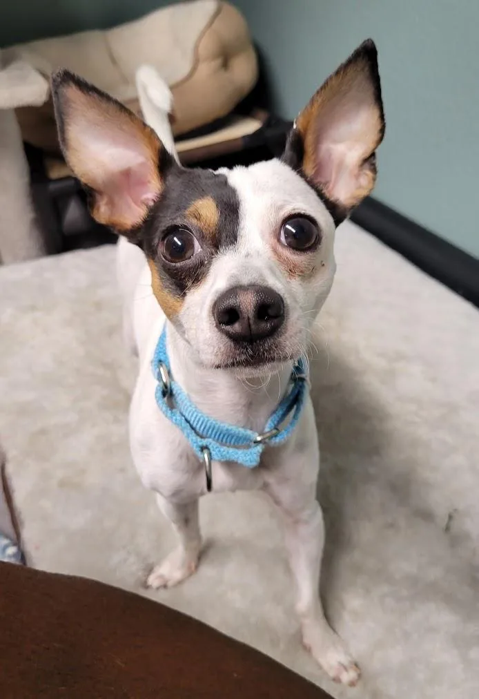 A young small-sized male Tricolor (Brown, Black, & White) Rat Terrier dog named Ivan for adoption in Lisbon, OH