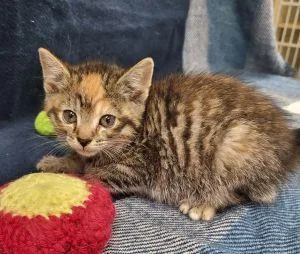 A young medium-sized female Domestic Short Hair cat named Ivy for adoption in Bucyrus, OH