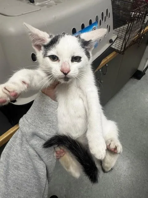 An adult small-sized male Domestic Short Hair cat named Miguel for adoption in Van Nuys, CA