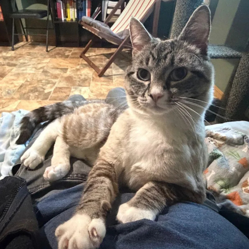 A young medium-sized male Domestic Short Hair cat named Mouse for adoption in Renton , WA