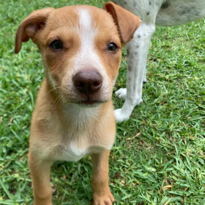 A baby medium-sized female Brown / Chocolate Mixed Breed dog named Sally Ann for adoption in Floresville, TX