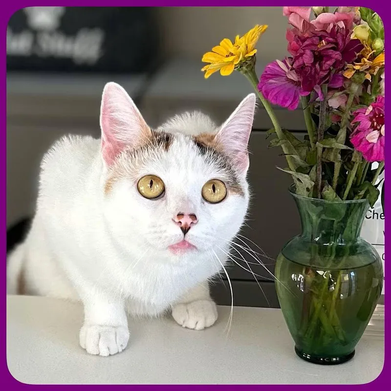 An adult medium-sized female Domestic Short Hair cat named Carmella for adoption in Whitehall, PA