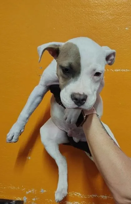 A baby small-sized male White / Cream Pit Bull Terrier dog named 61007003 for adoption in El Paso, TX