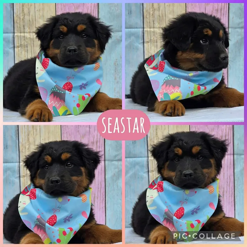 A baby large-sized female Black Australian Shepherd dog named Seastar for adoption in Ringwood, NJ