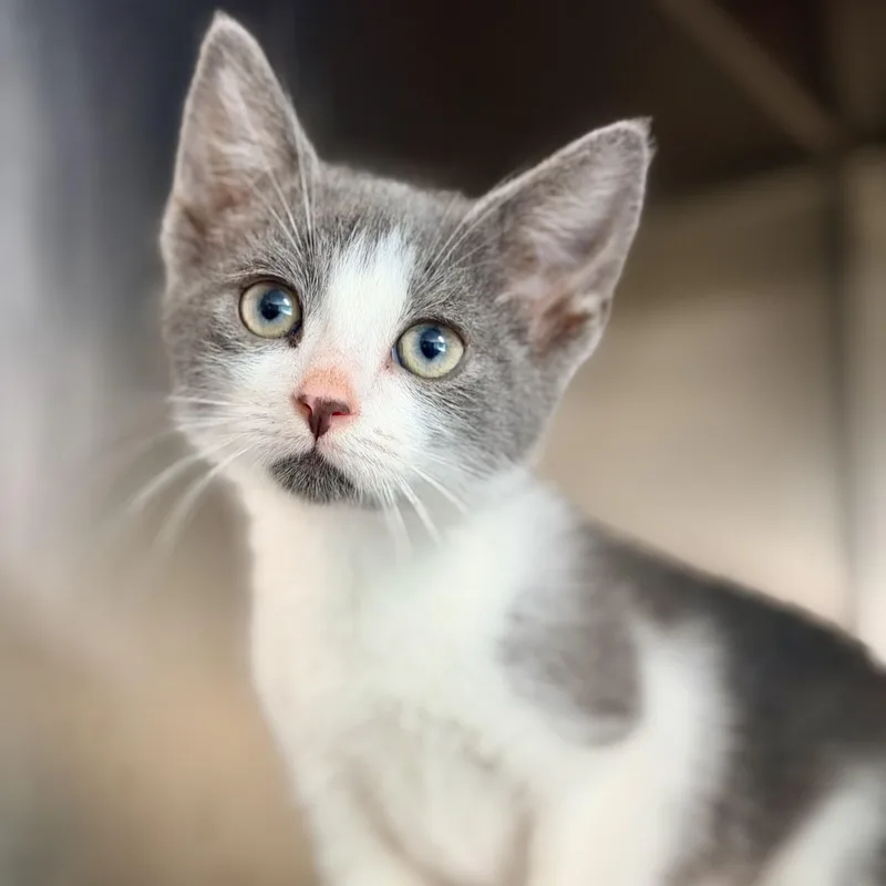 A baby medium-sized male Gray & White Domestic Short Hair cat named Gojo for adoption in Jackson, NJ
