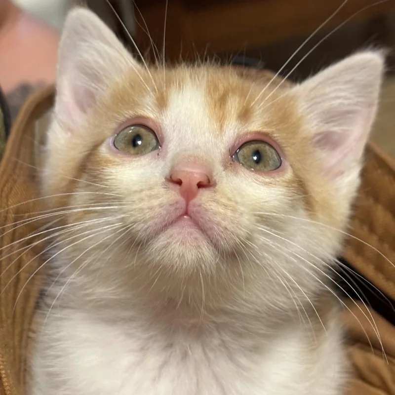 A baby small-sized male Orange / Red Domestic Short Hair cat named Miracle MaxCA for adoption in Tallahassee, FL