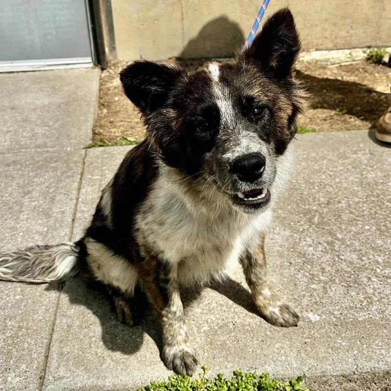 A young medium-sized male Brown / Chocolate Australian Shepherd dog named Bon for adoption in Warrensburg, MO