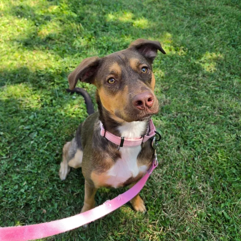 A young medium-sized female Brown / Chocolate Mixed Breed dog named Rhianna for adoption in Middletown, RI