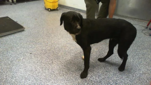 A young medium-sized male Labrador Retriever dog named Waylon for adoption in Charlotte, NC