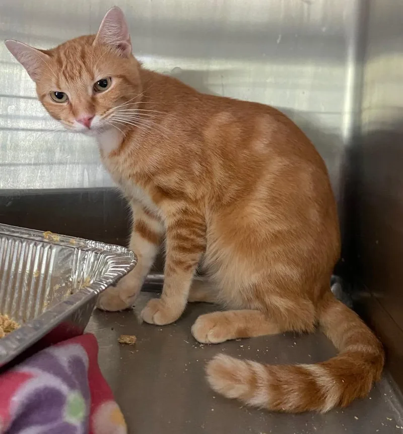 A baby medium-sized male Domestic Short Hair cat named Arthur for adoption in Cumming, GA