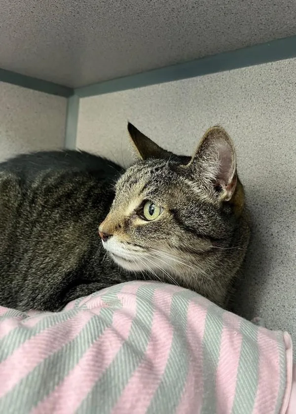 A senior large-sized male Domestic Short Hair cat named Ernie for adoption in Skillman, NJ