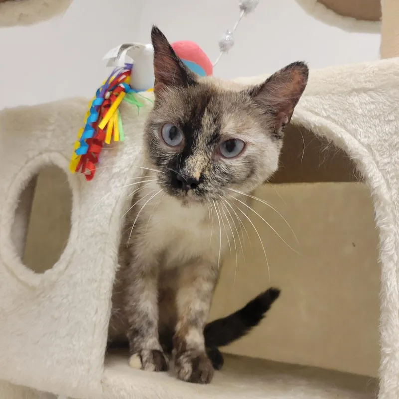A young small-sized female Cream / Ivory Siamese cat named Joelly @pawz Pet Cafe for adoption in Carmel, IN