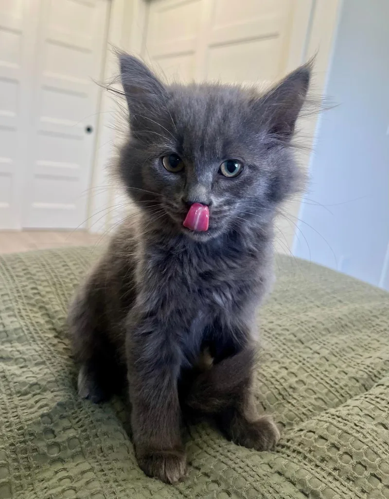 Mopsy